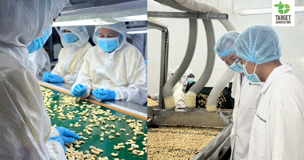 Bulk & OEM Organic Cashew Solutions by Target Agriculture Vietnam