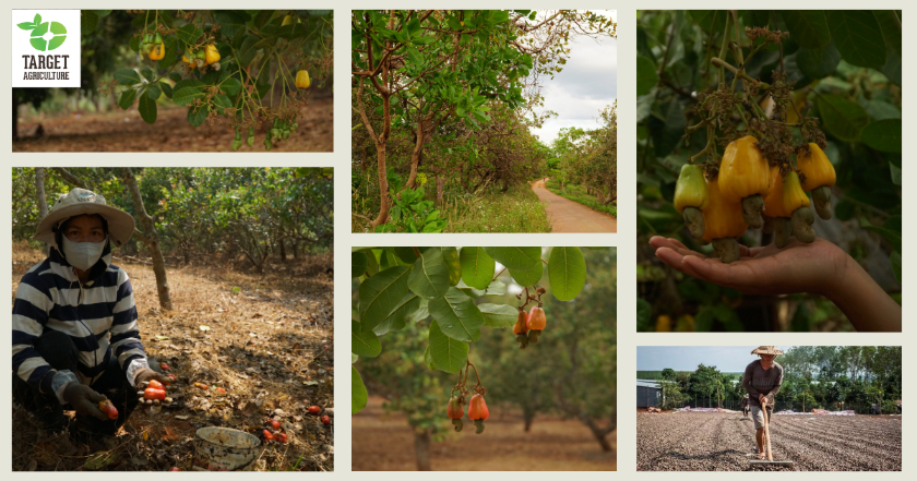 From Poverty Alleviation Tree to Global Export: How Vietnamese Cashew Nuts Made History