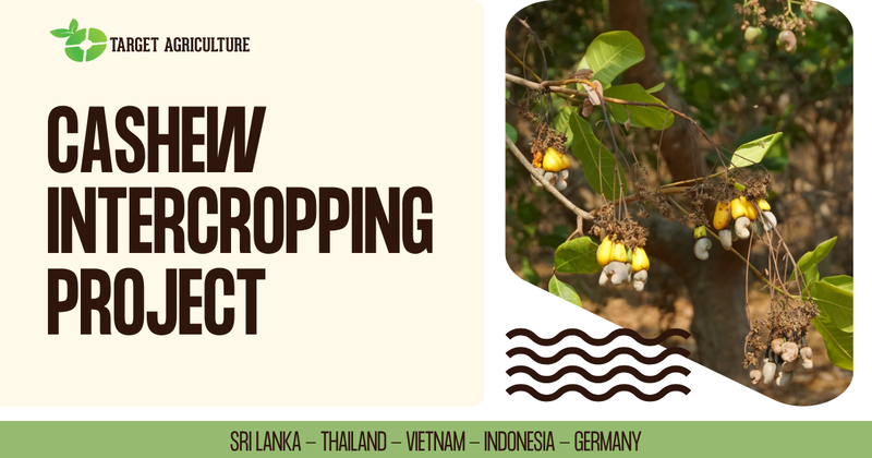 Growing More Than Cashews: Target Agriculture's Intercropping Project