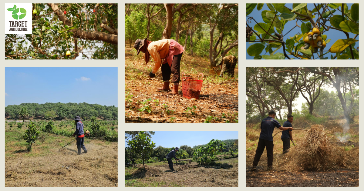Growing More Than Cashews: Target Agriculture's Intercropping Project