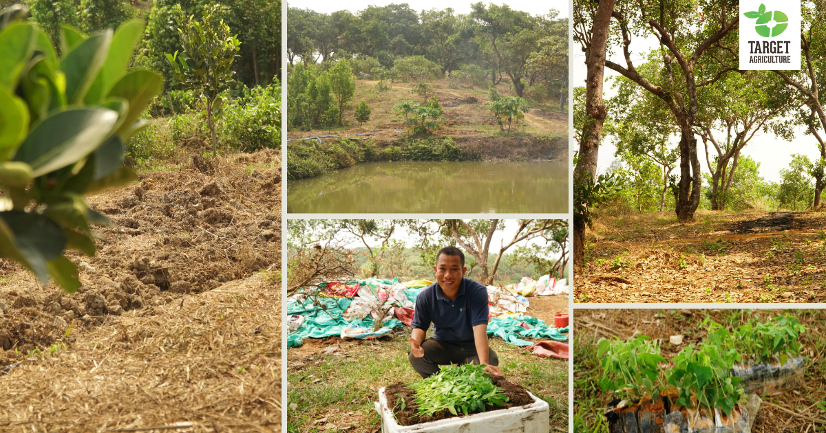 Growing More Than Cashews: Target Agriculture's Intercropping Project