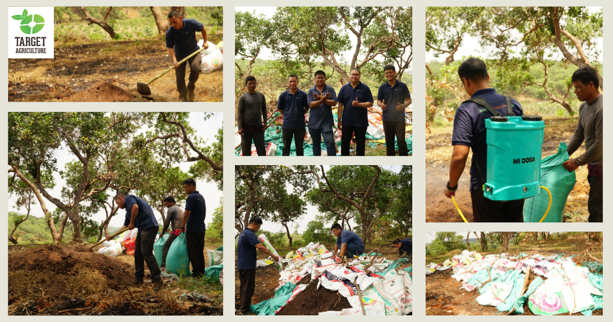 Growing More Than Cashews: Target Agriculture's Intercropping Project