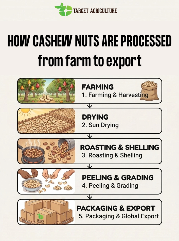 Vietnam's Organic Cashew Export Is Booming and Target Agriculture Is Leading the Way