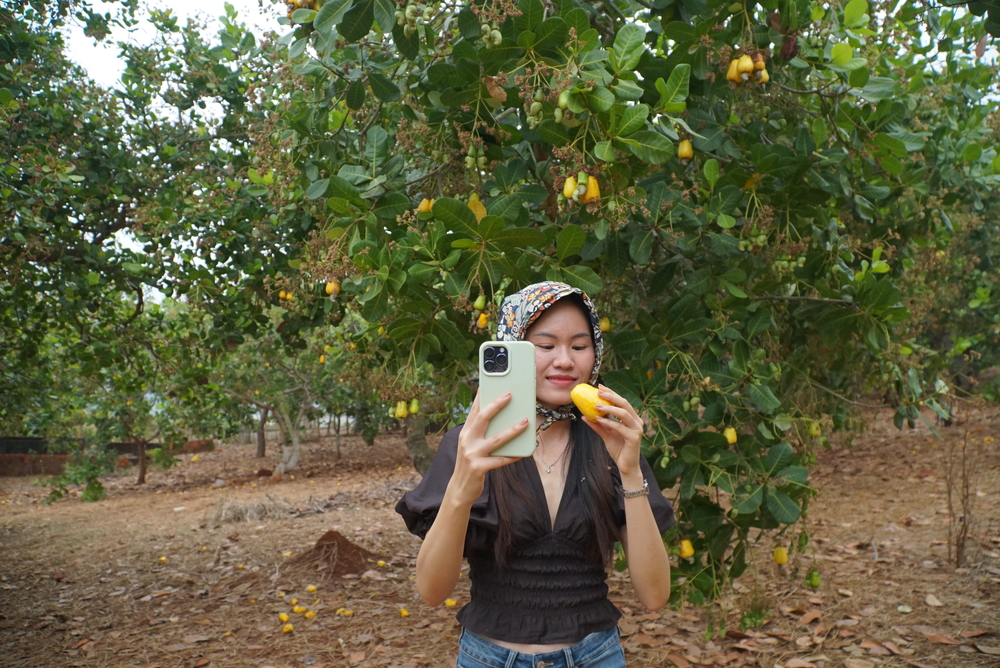 Cashew Nutrition Facts: Why Binh Phuoc Organic Cashew Stands Out