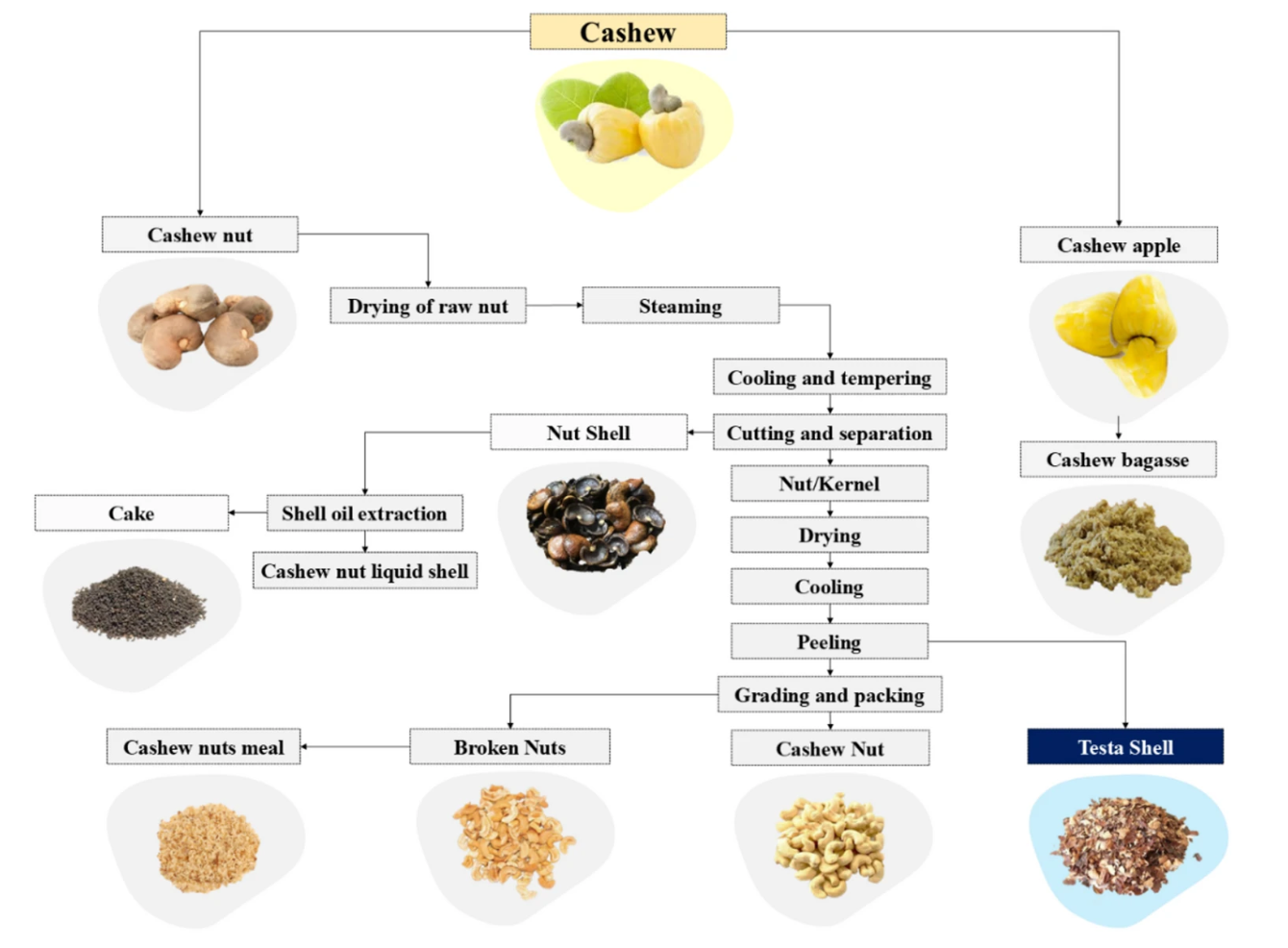 Cashew Nutrition Facts: Why Binh Phuoc Organic Cashew Stands Out