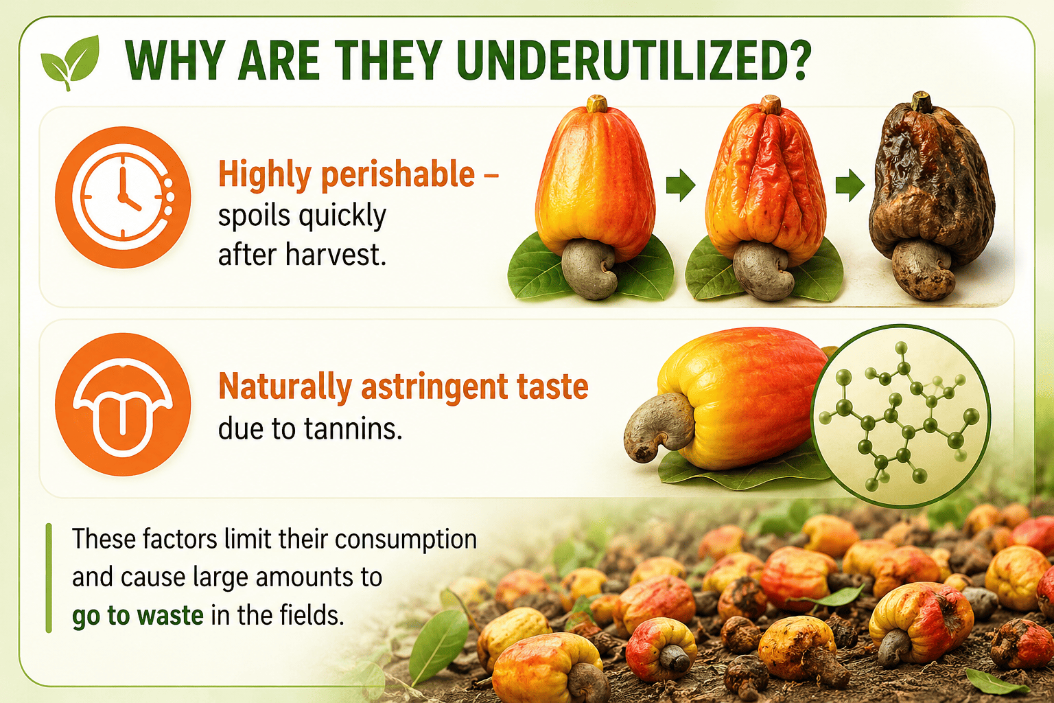 Cashew Apples: The Nutritious Fruit Most People Have Never Tasted