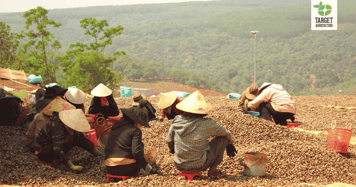 Cashew Farming Vietnam: A Lifeline Built on Organic Trade