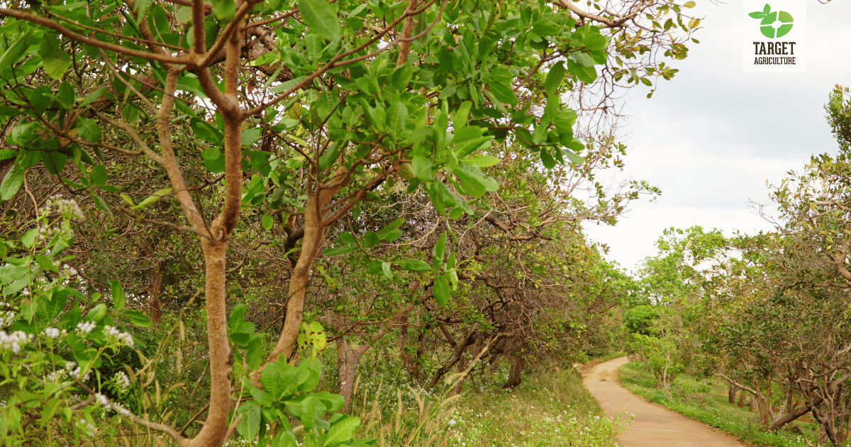 Cashew Farming Vietnam: A Lifeline Built on Organic Trade