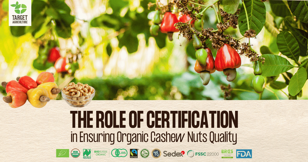 Cashew Grades Explained: What W180, W240 and W320 Mean for Buyers