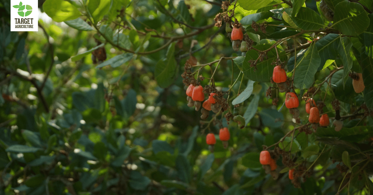 Global Cashew Market 2026: What Organic Buyers Should Do Now