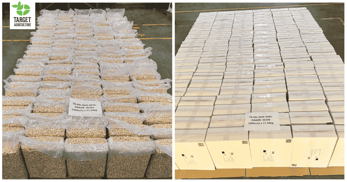 Why Cashew Shipments Fail: The System Gaps Buyers Never Check