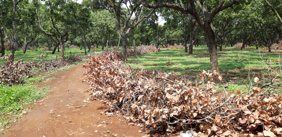 Biochar in Organic Cashew Farming: Turning Waste into Soil Health