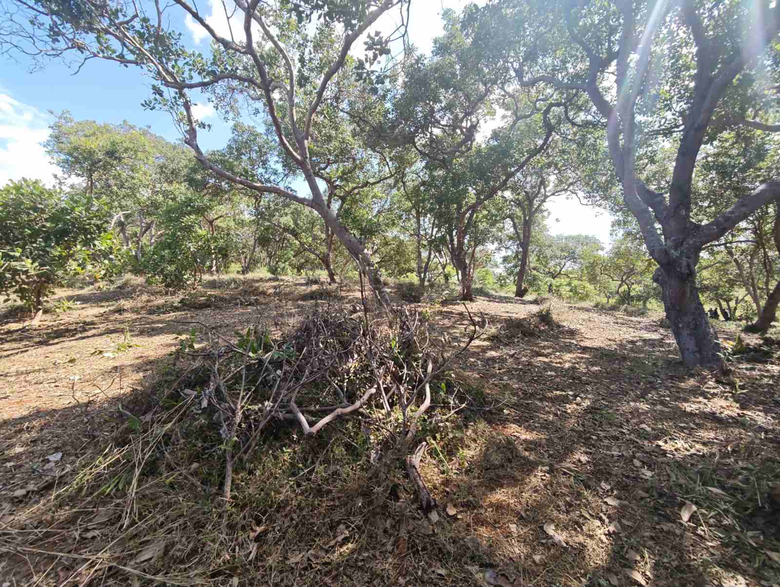 Biochar in Organic Cashew Farming: Turning Waste into Soil Health