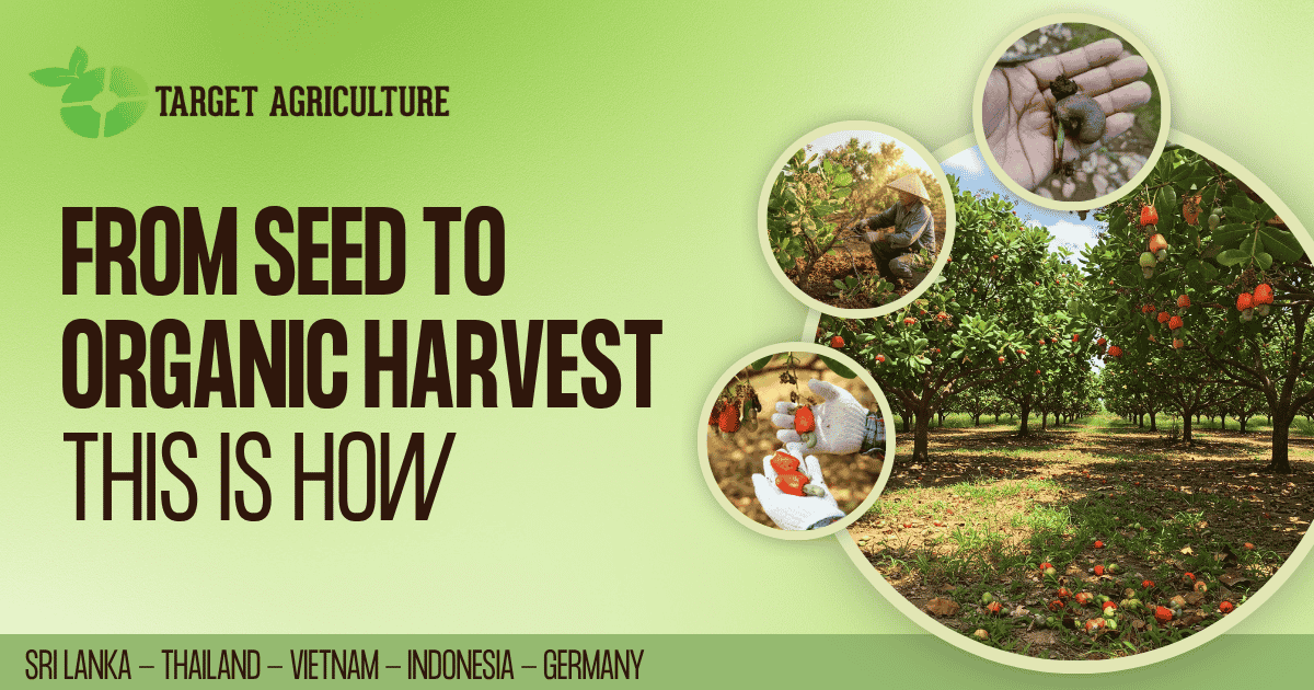 How to Grow Organic Cashews: A Field Guide From the Farms of Binh Phuoc