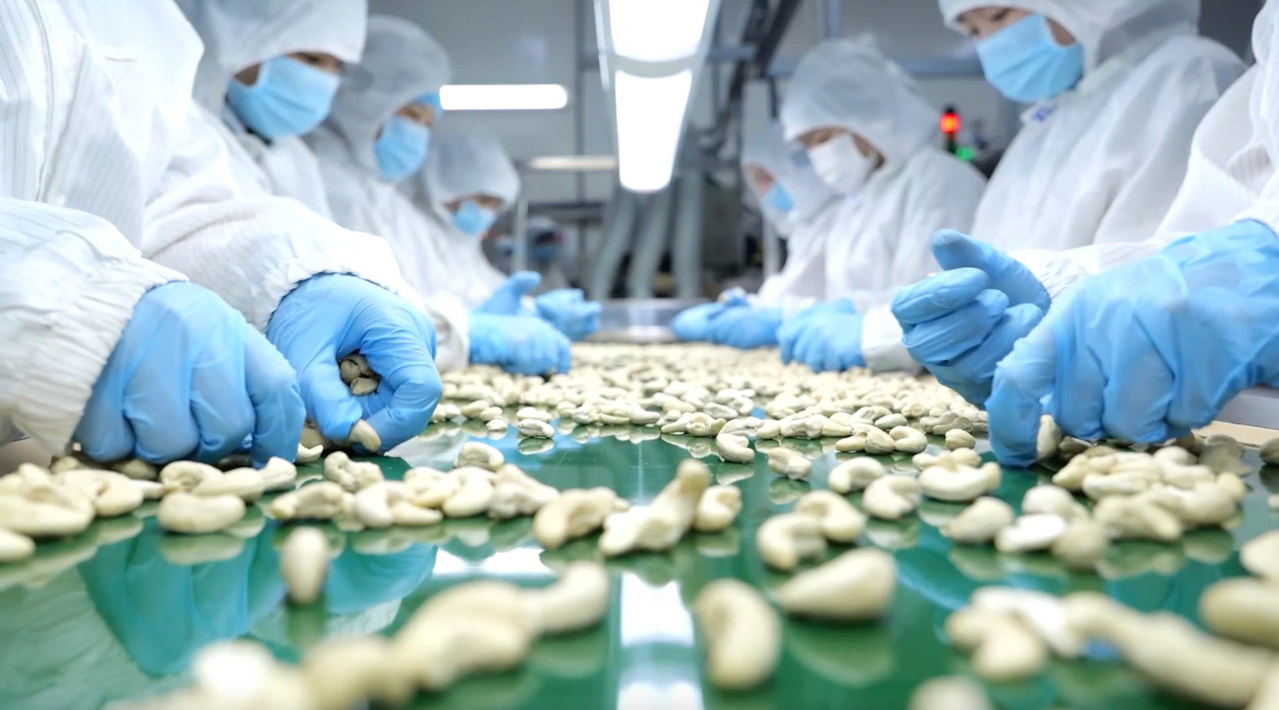 Why Cashew Grading Consistency Is the Standard Buyers Should Demand