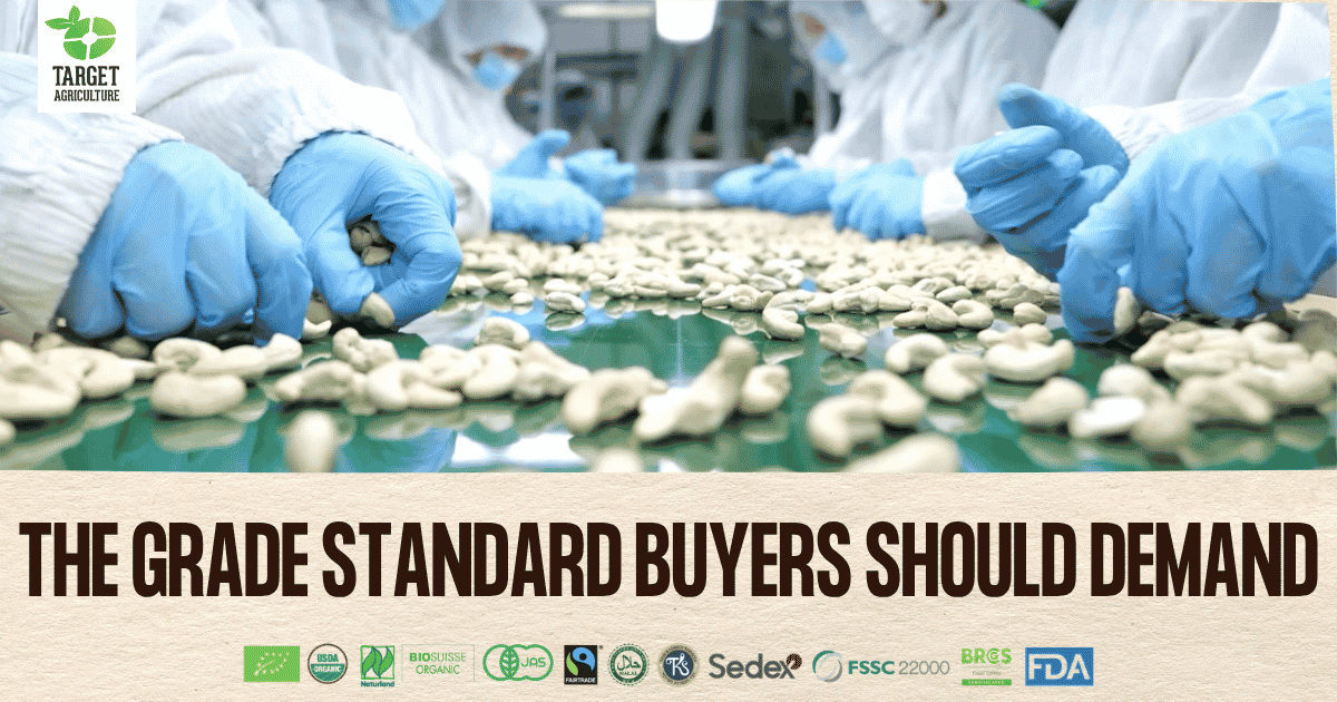 Why Cashew Grading Consistency Is the Standard Buyers Should Demand