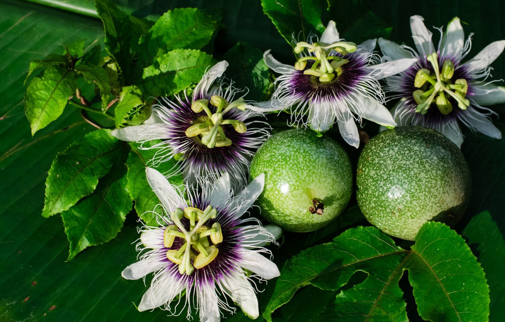 Why Global Buyers Are Sourcing Premium Passion Fruit From Vietnam