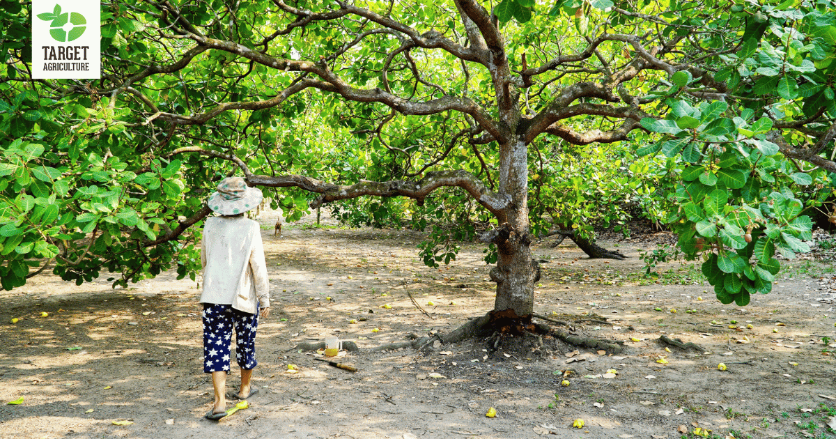 Are Cashew Trees Really Built for Tough Weather? Here's the Science