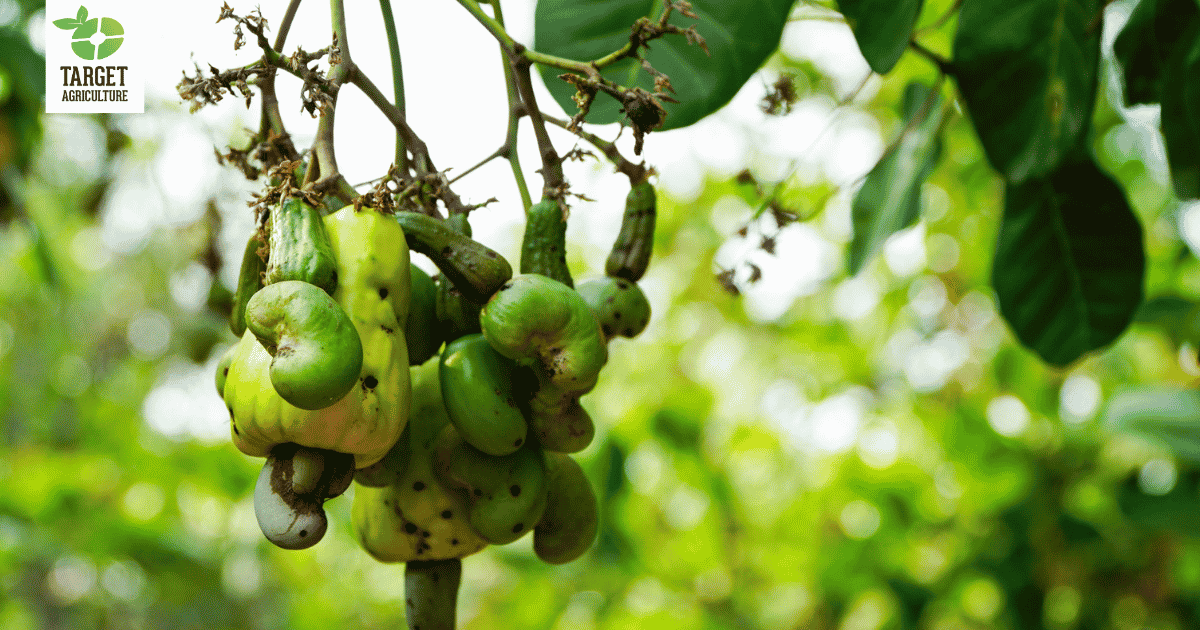 Are Cashew Trees Really Built for Tough Weather? Here's the Science