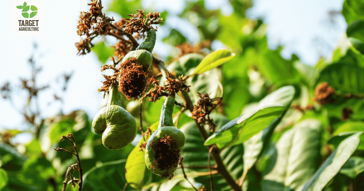 Are Cashew Trees Really Built for Tough Weather? Here's the Science