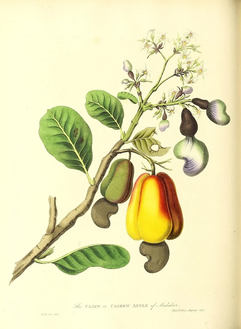 Cashew Tree By-Products: Expanding Opportunities Beyond the Nut Industry