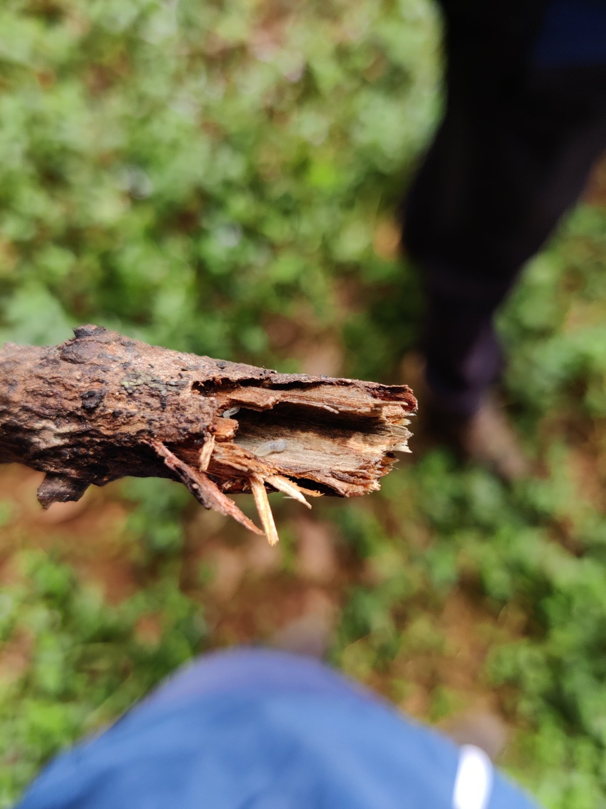 Pests and Diseases Affecting Vietnam Cashew Trees: A Field Guide for Organic Growers Need to Know