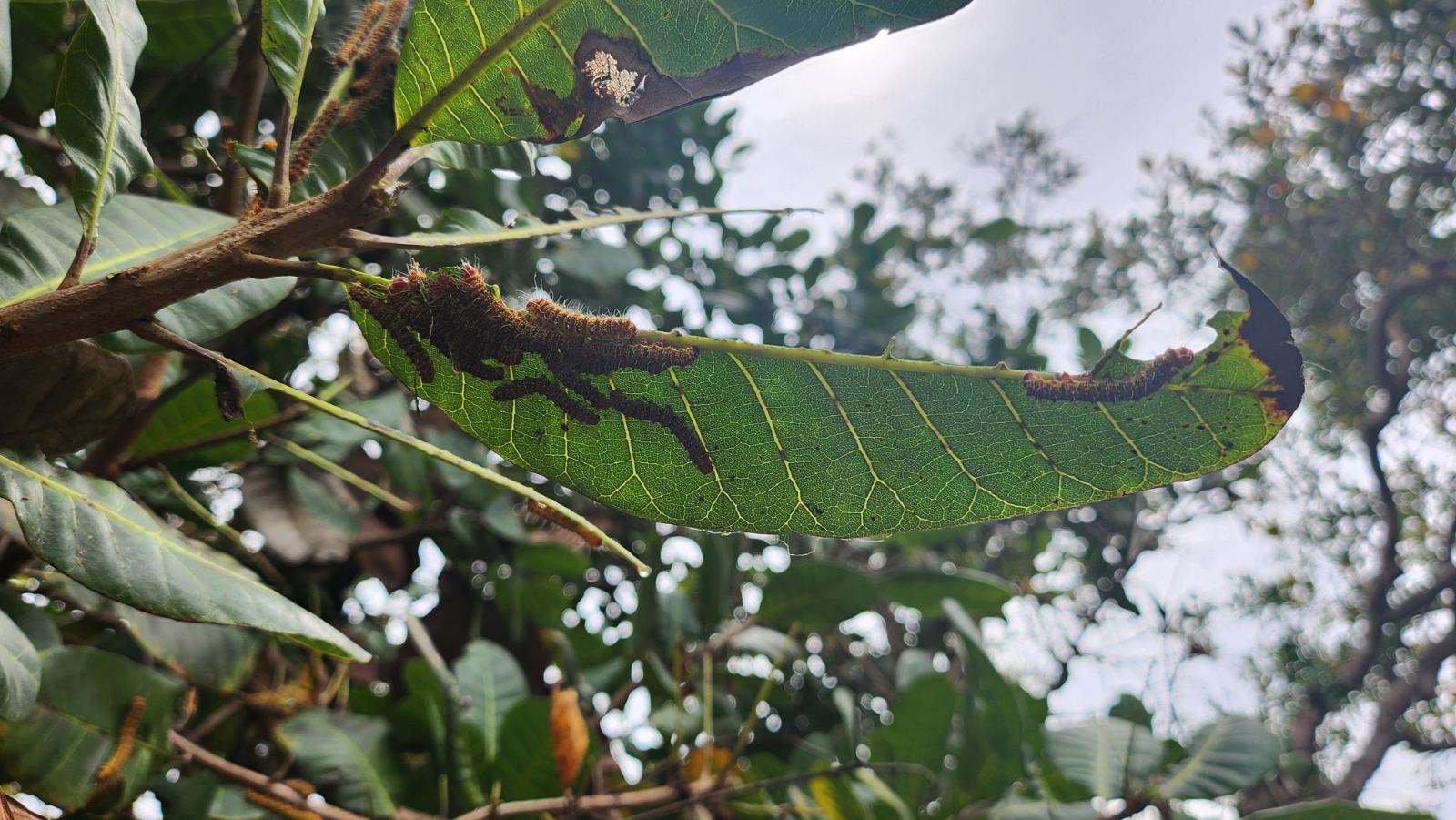 Pests and Diseases Affecting Vietnam Cashew Trees: A Field Guide for Organic Growers Need to Know