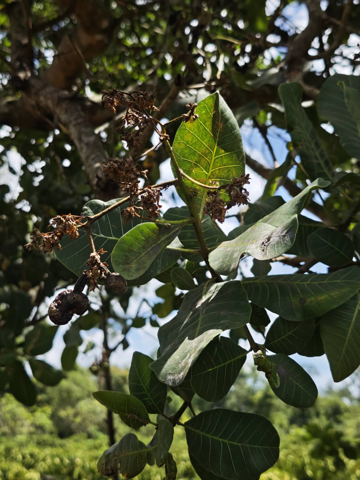 Pests and Diseases Affecting Vietnam Cashew Trees: A Field Guide for Organic Growers Need to Know