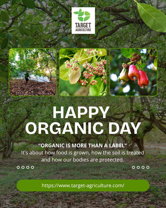 Happy Organic Day: How Target Agriculture Group Champions Nature