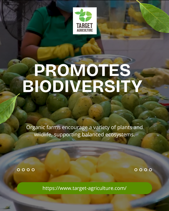 Happy Organic Day: How Target Agriculture Group Champions Nature