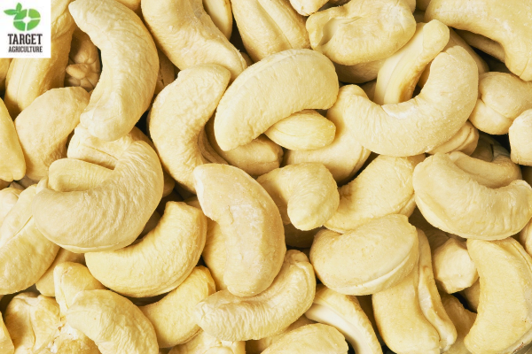 A Year on a Binh Phuoc Organic Cashew Farm: Season by Season