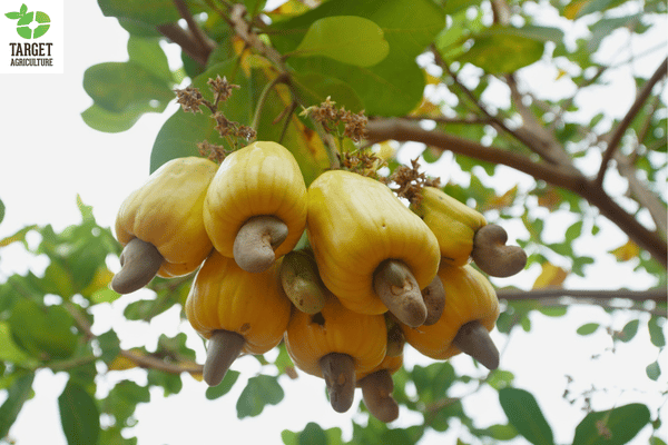 A Year on a Binh Phuoc Organic Cashew Farm: Season by Season