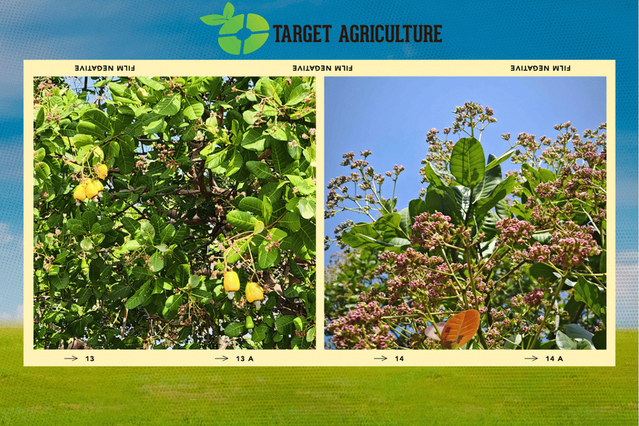 How Weather Conditions Affect Cashew Tree Yield: A Field Guide