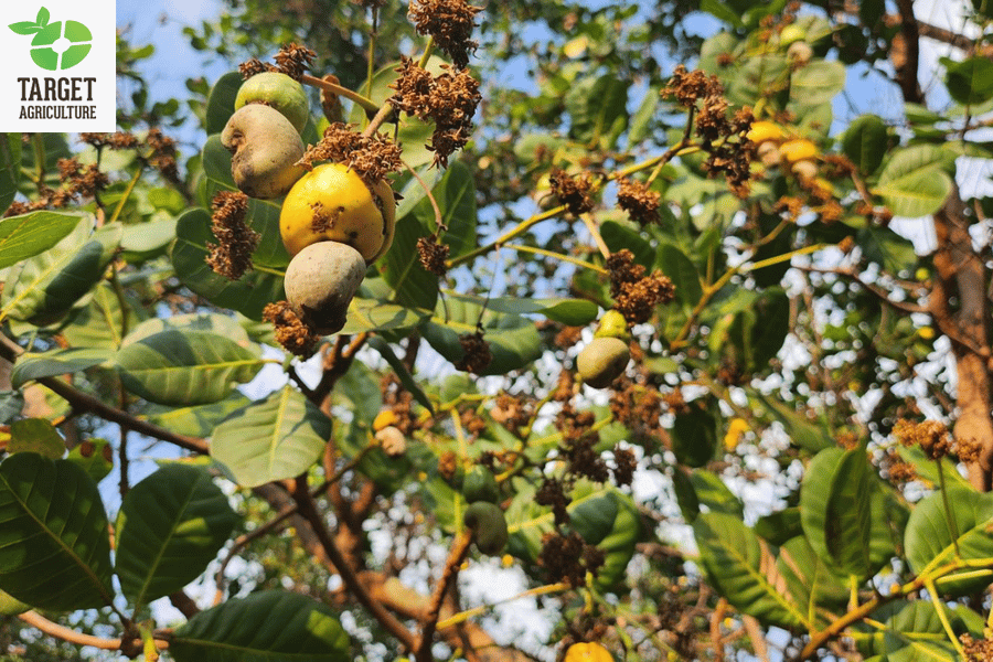 How Weather Conditions Affect Cashew Tree Yield: A Field Guide