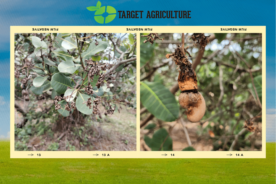 How Weather Conditions Affect Cashew Tree Yield: A Field Guide