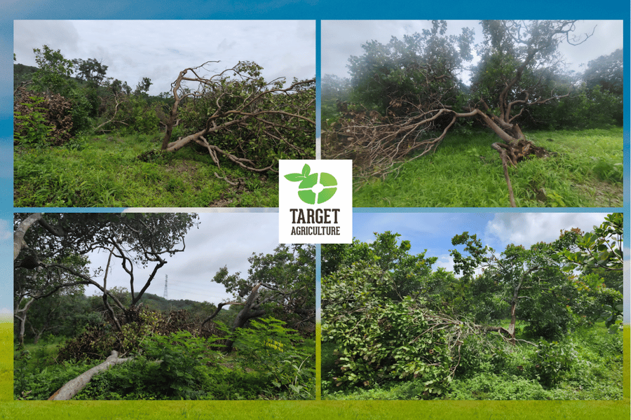 How Weather Conditions Affect Cashew Tree Yield: A Field Guide