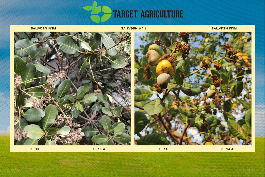 How Weather Conditions Affect Cashew Tree Yield: A Field Guide