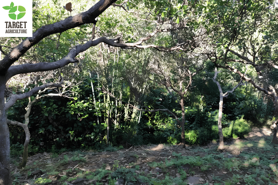 How Weather Conditions Affect Cashew Tree Yield: A Field Guide