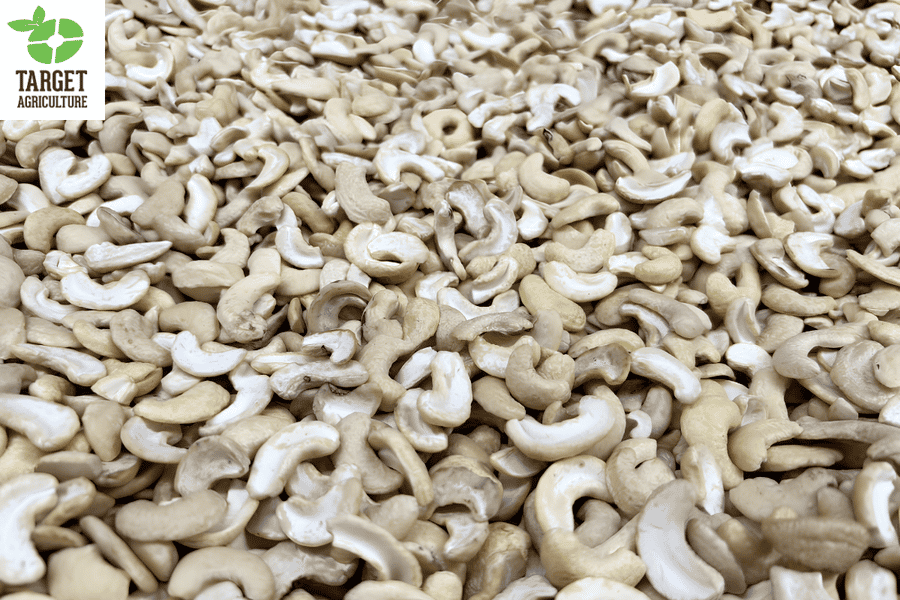Organic Cashew Kernels for Plant-Based Dairy